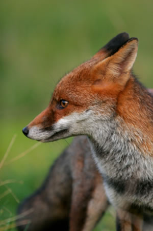 British Red Fox sitting in the grass