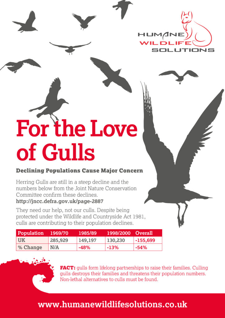 For the love of Gulls - Humane Wildlife Solutions - Scotland