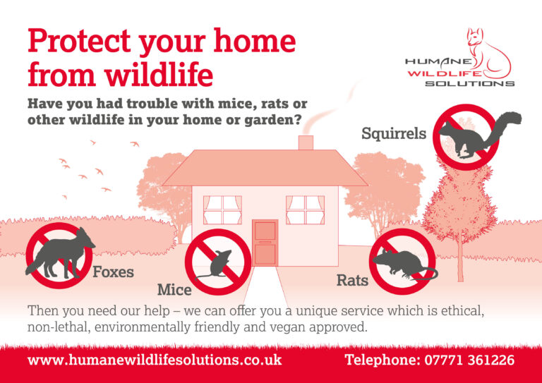 Protect your home from wildlife - Humane Wildlife Solutions - Scotland