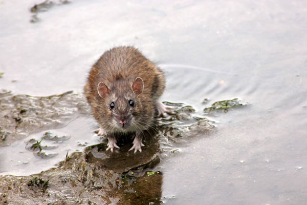 Pest control - rats - Humane Wildlife Solutions - Scotland
